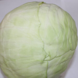 Fresh Cabbage