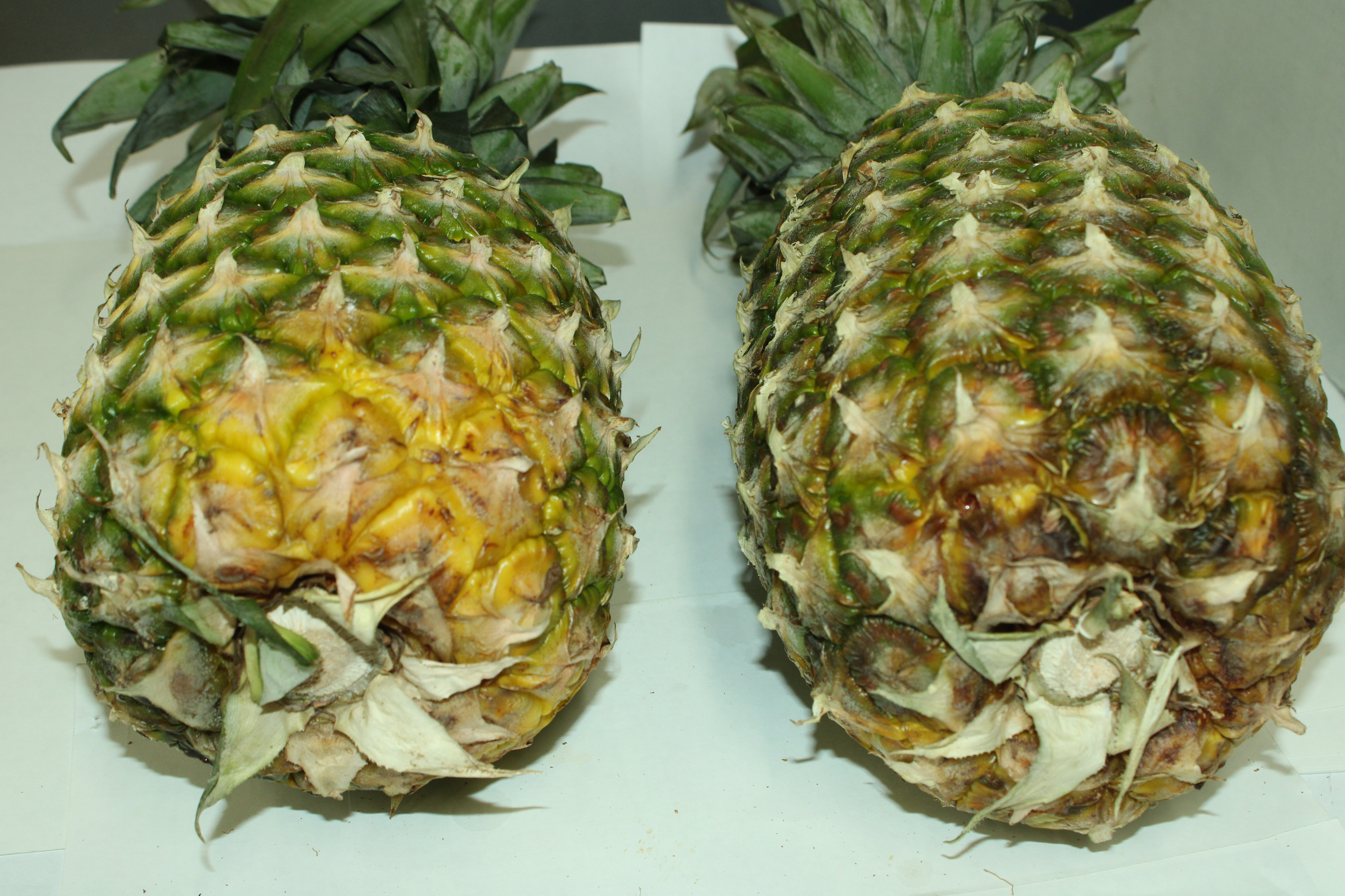 Fresh Pineapple