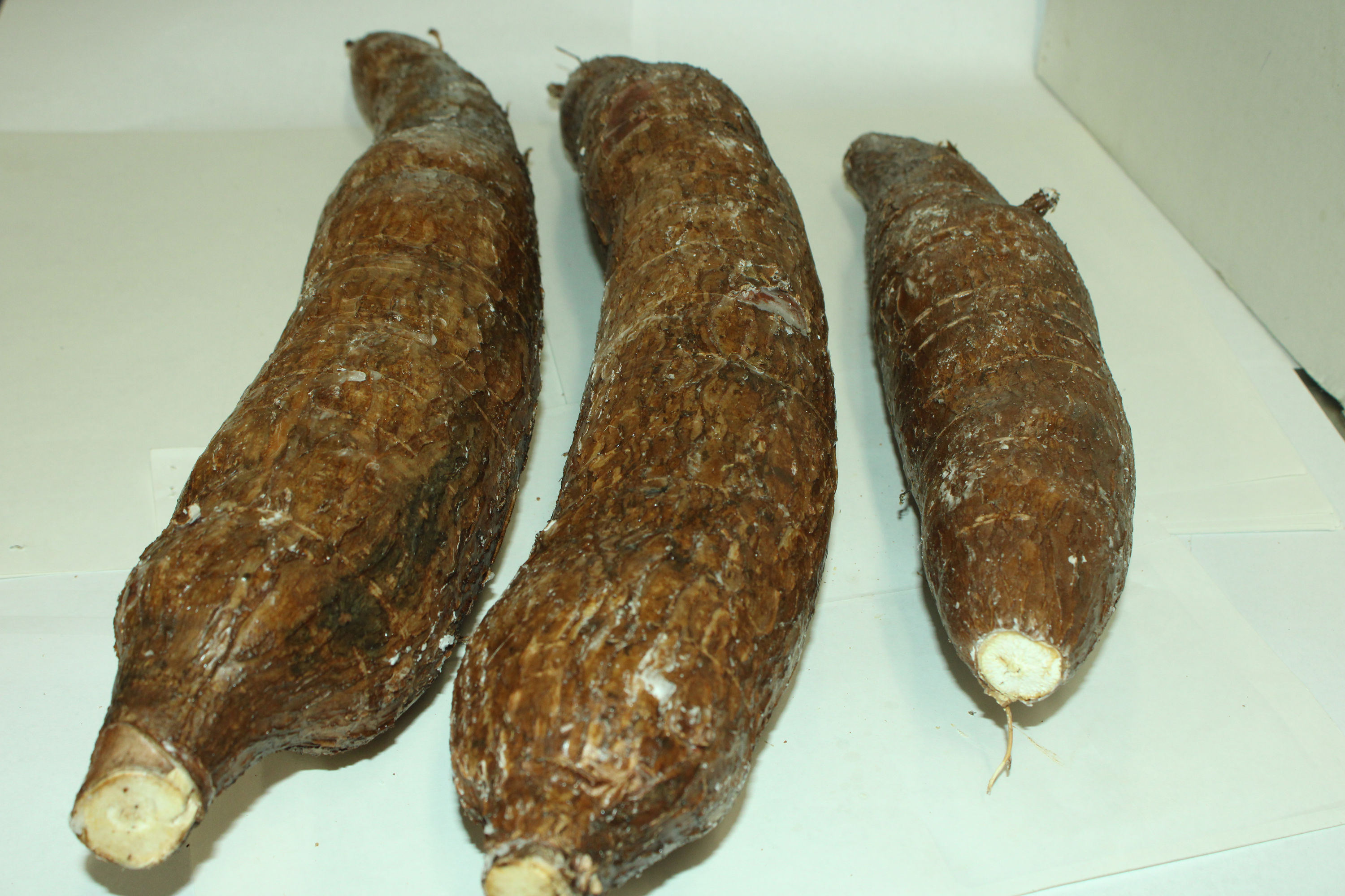Fresh Cassava