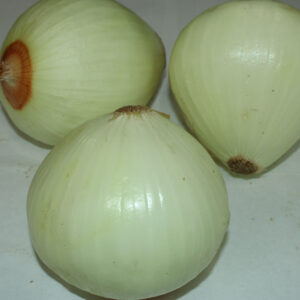 Fresh Yellow Onion