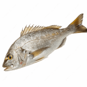 Croaker Fish