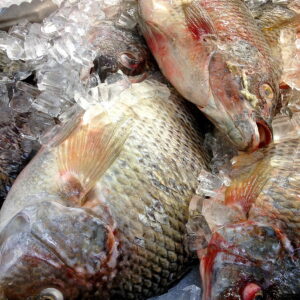 Frozen Tilapia