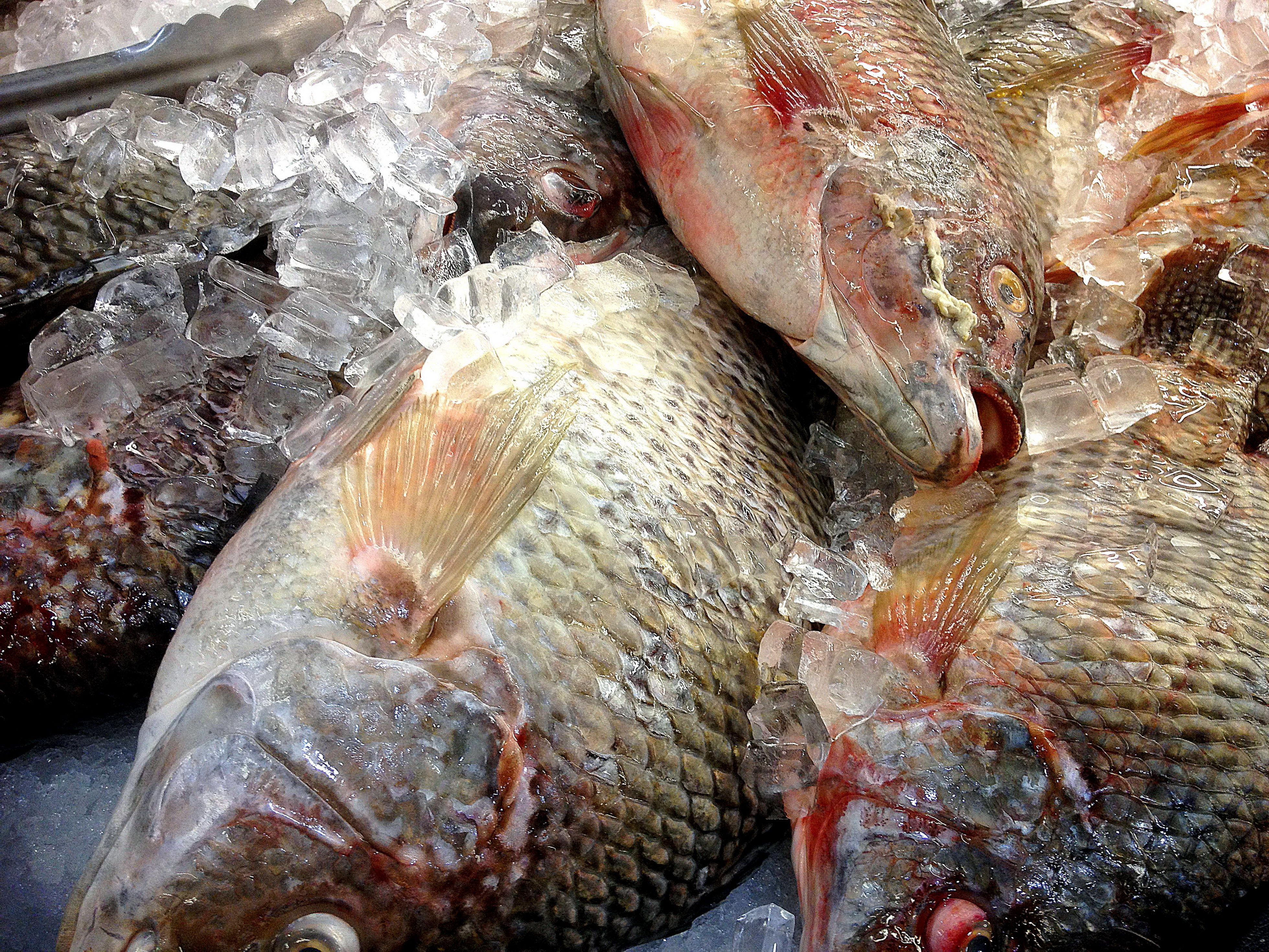 Frozen Tilapia