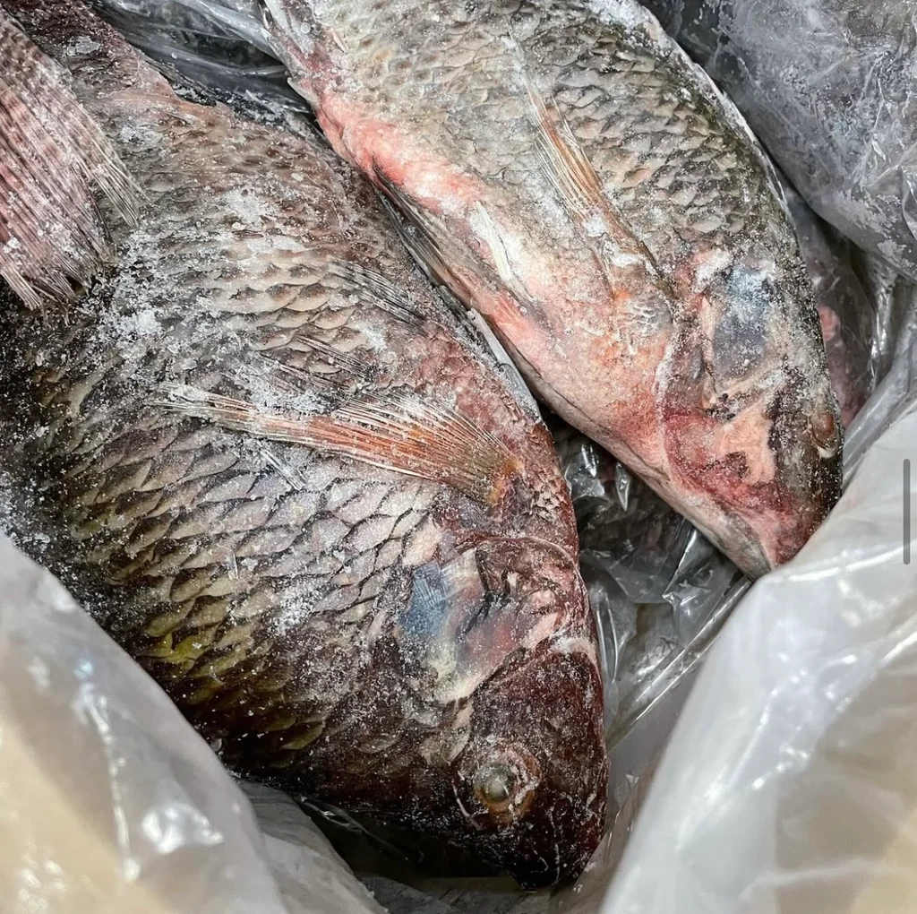 Frozen Tilapia - Image 2